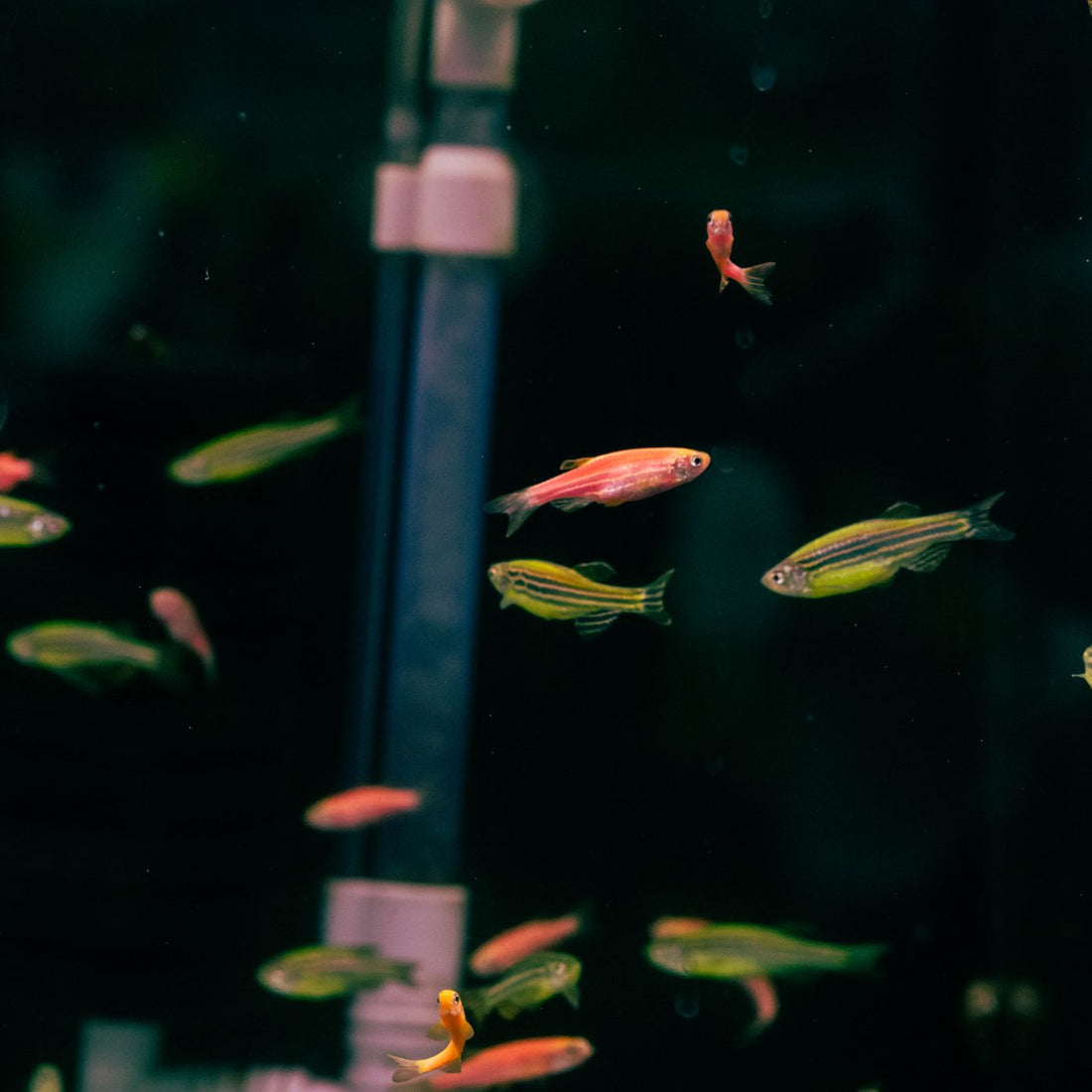 Votre premier aquarium d'eau douce : le guide serein pour des poissons heureux