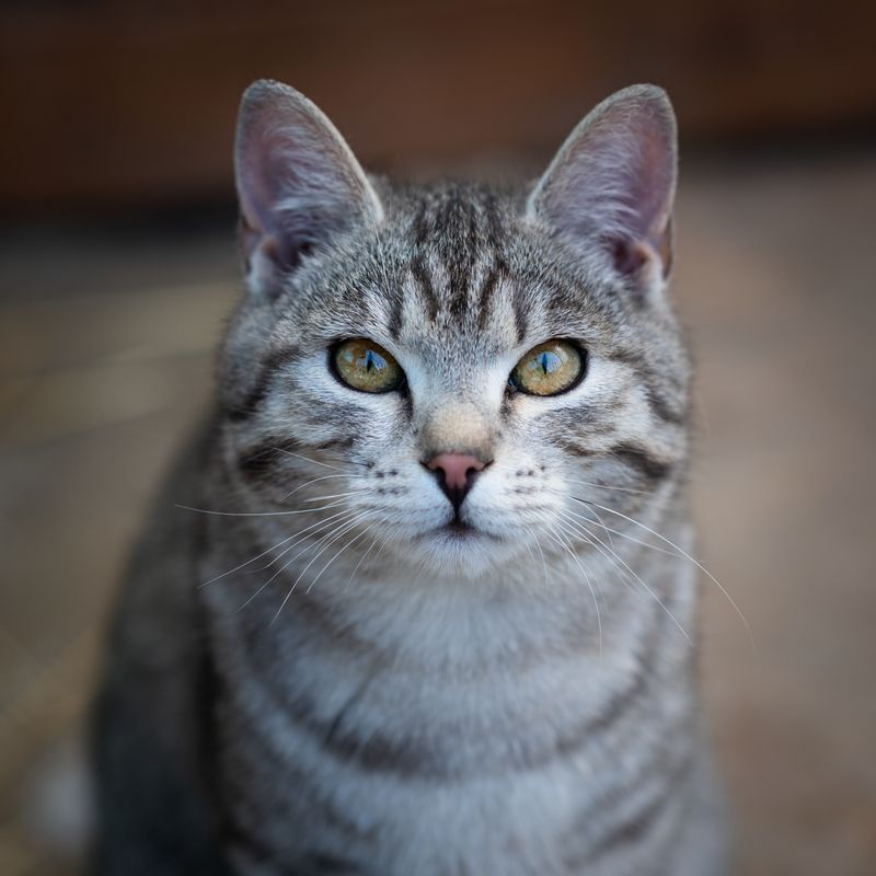 Litière du chat : le guide complet pour un bac propre et un compagnon serein