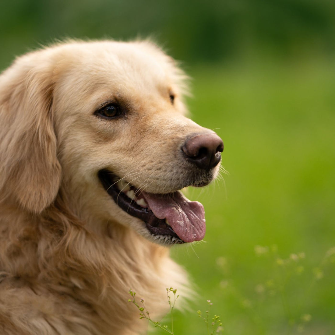 Éduquer son chiot en douceur : le guide pour des bases solides et complices