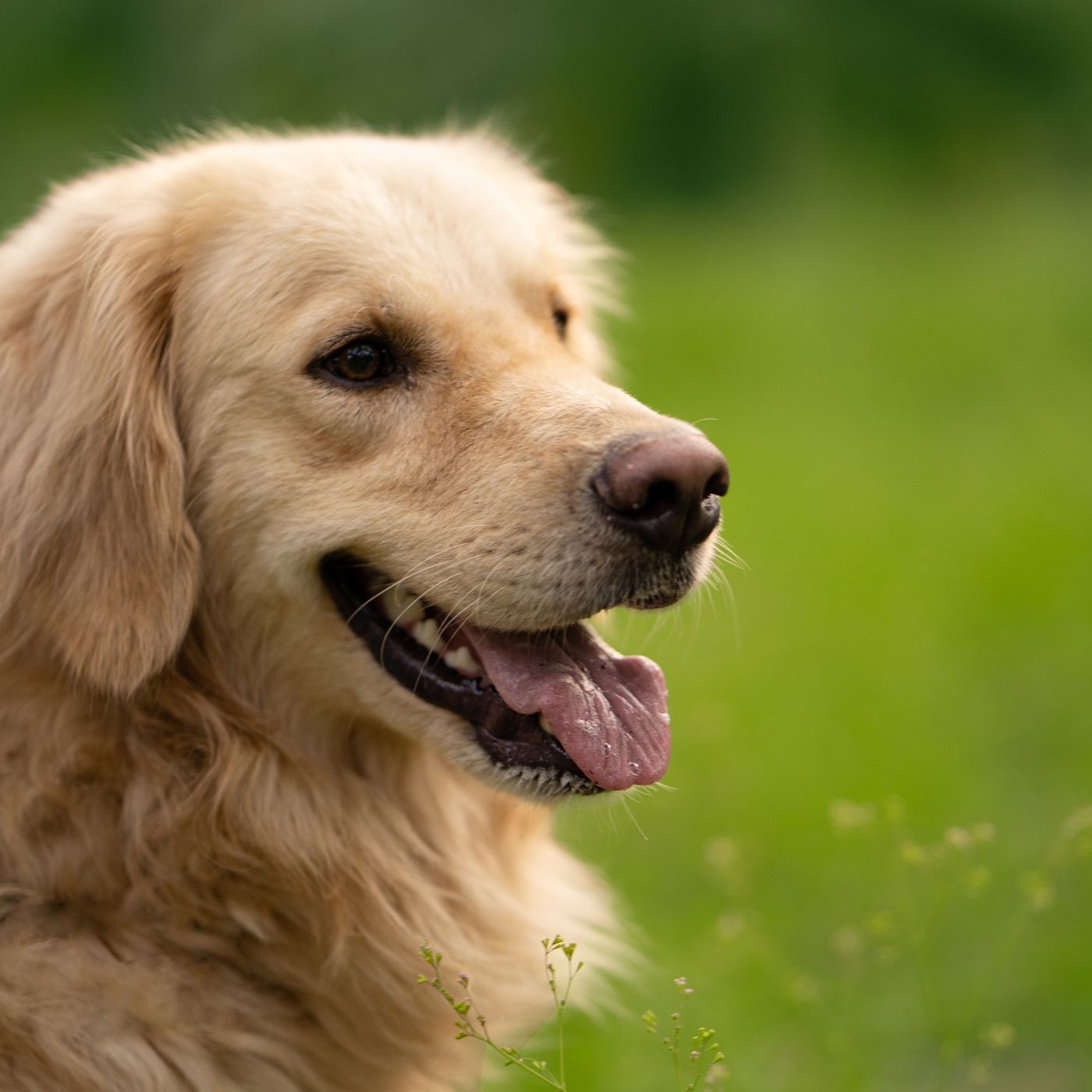 Éduquer son chiot en douceur : le guide pour des bases solides et complices
