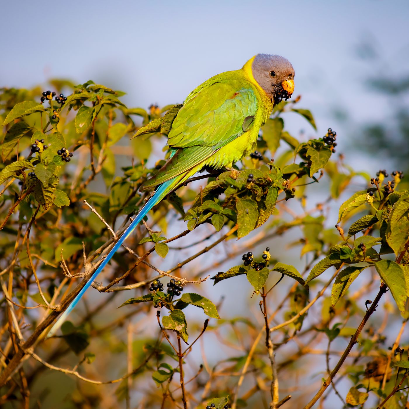 Oiseaux heureux : le guide complet pour bien les nourrir et les choyer