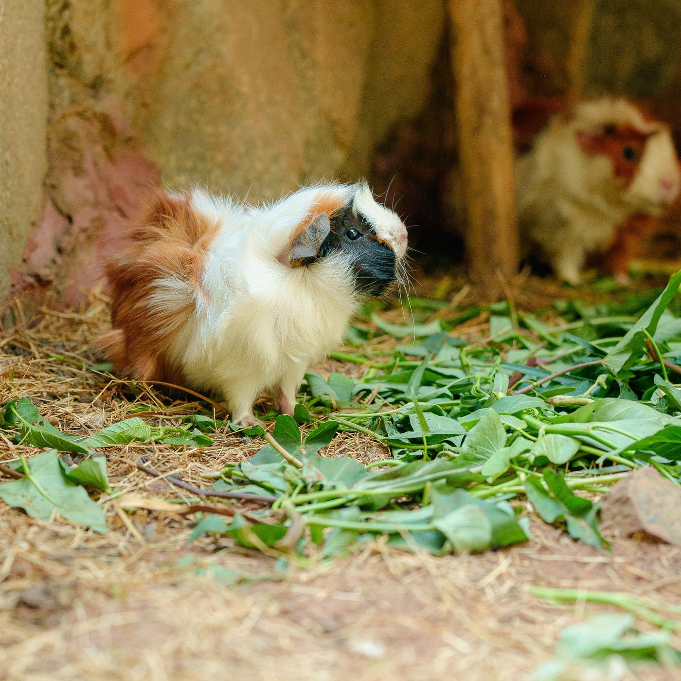 Cochon d'Inde et hamster : le guide pour bichonner votre petit compagnon