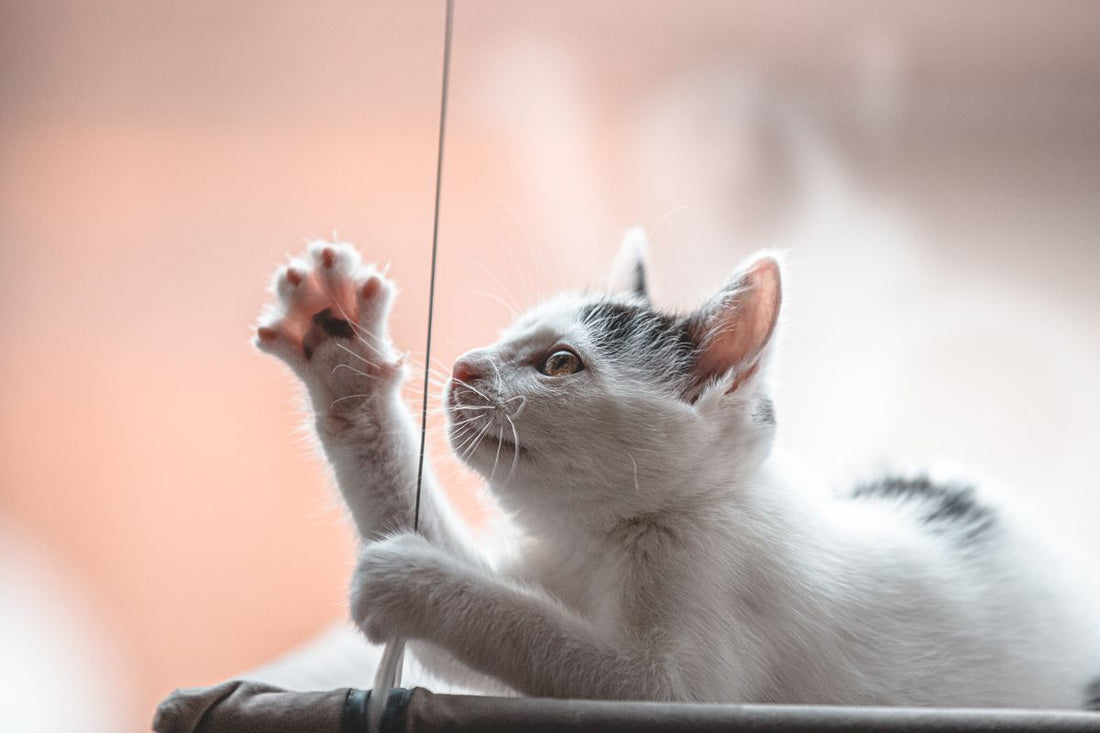 Chat d'intérieur heureux : 6 clés pour bannir l'ennui et le stress au quotidien