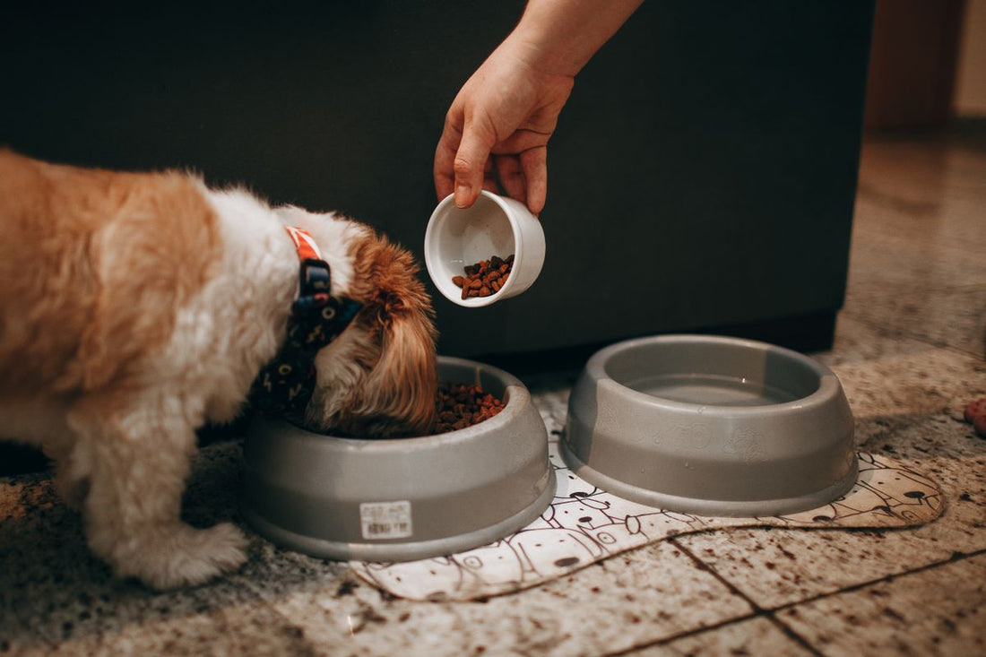 Le jeu chez le chien : la clé d'un compagnon épanoui (et complice)
