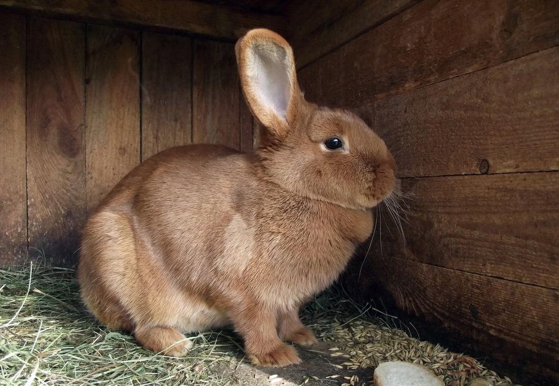 Le lapin heureux : aménager un habitat où votre compagnon s'épanouit vraiment