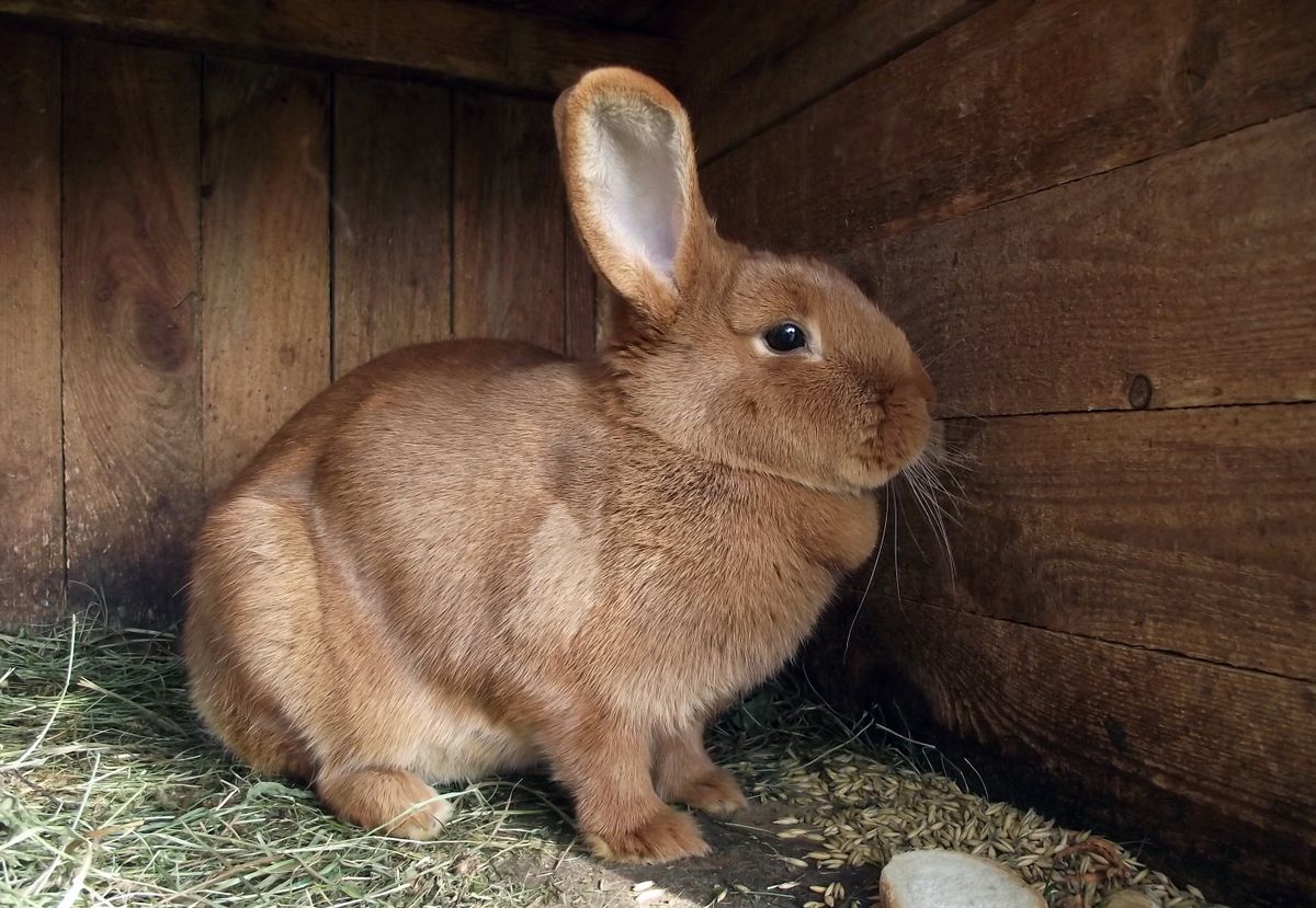 Le lapin heureux : aménager un habitat où votre compagnon s'épanouit vraiment