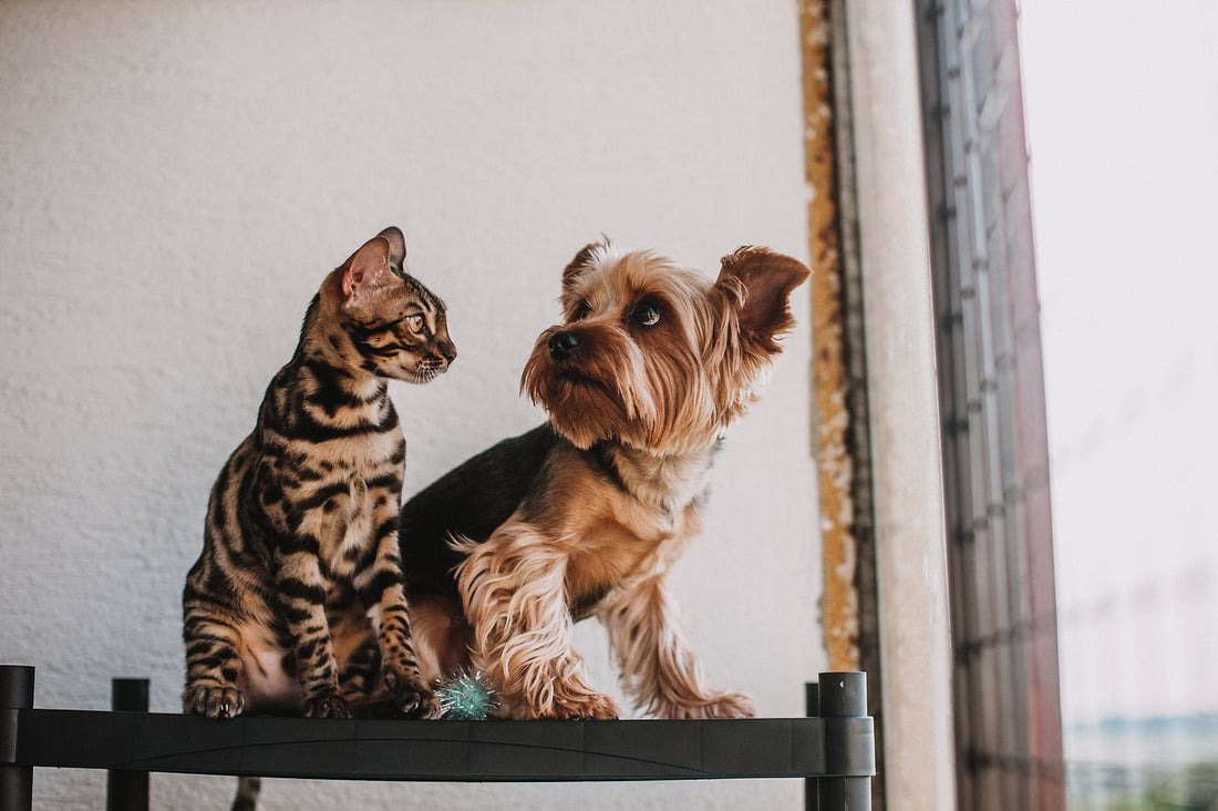 Un chien et un chat assis côte à côte à la maison — cohabitation sereine