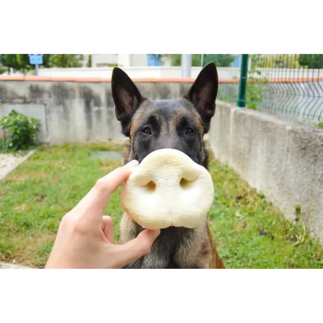 Nez de Cochon Soufflé – Friandise légère (1 pc)