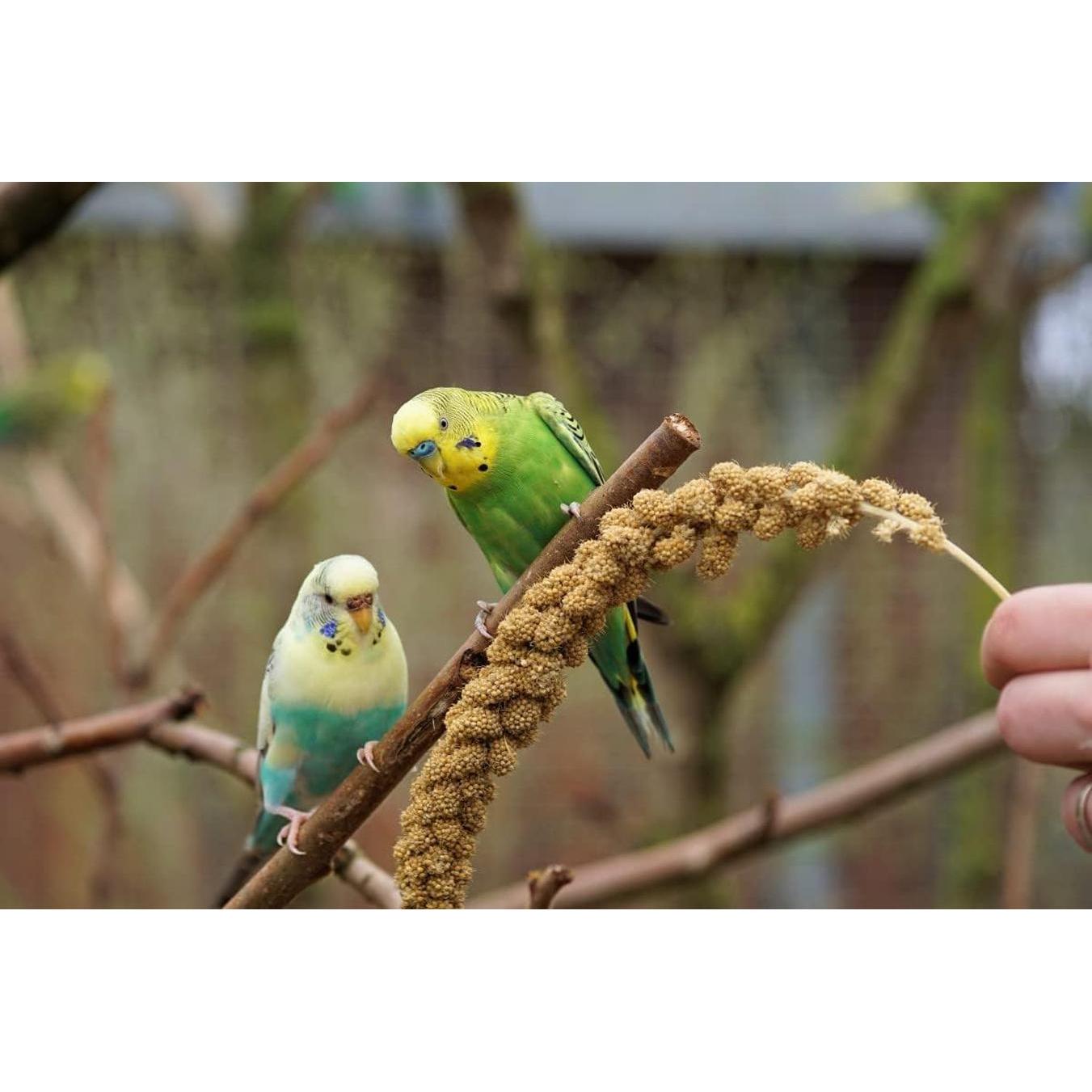 VERSELE LAGA Millet en Grappes Jaune 1kg