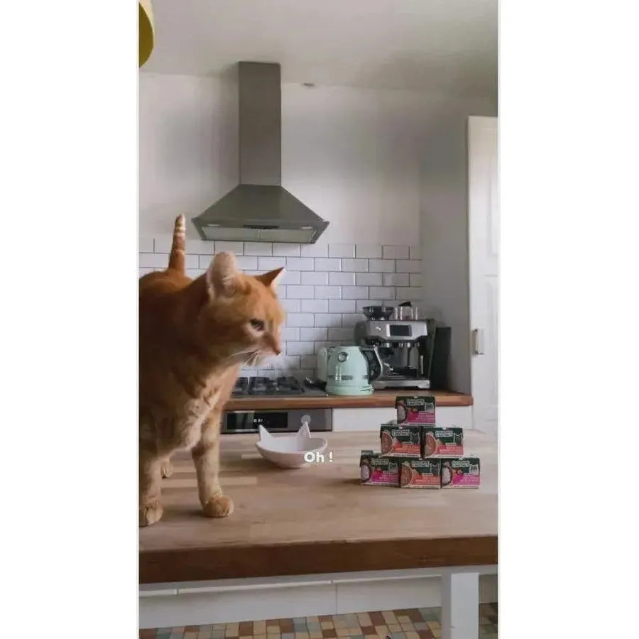 EQUILIBRE & INSTINCT Sauce crémeuse au dés de saumon Chat Adulte 90g