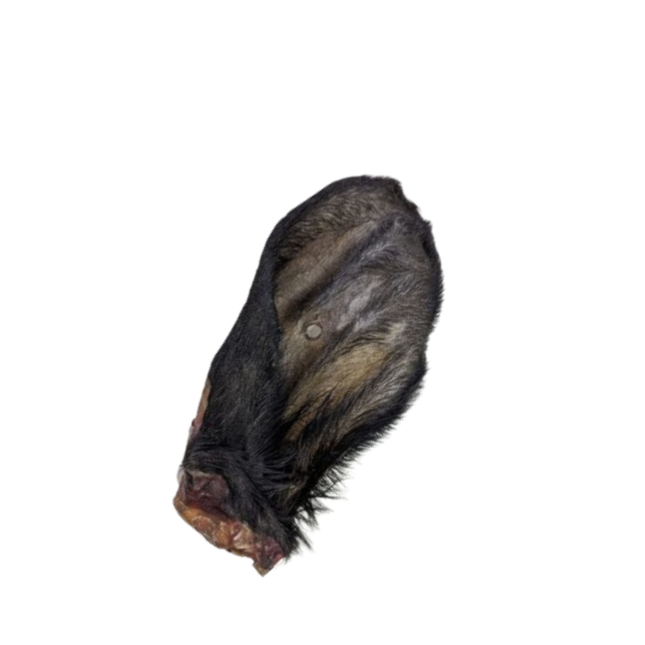 Oreilles de boeuf avec poils