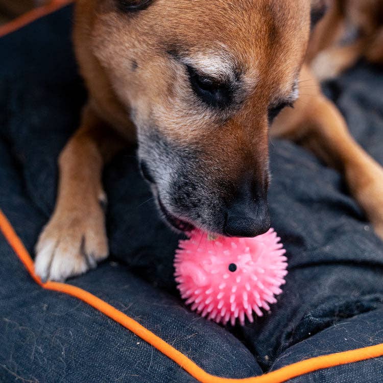 KIKKERLAND Piggy Dog Ball Balle pour Chien Parfumée Bacon Squeak Long 9cm