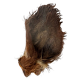 Oreille de boeuf poilue