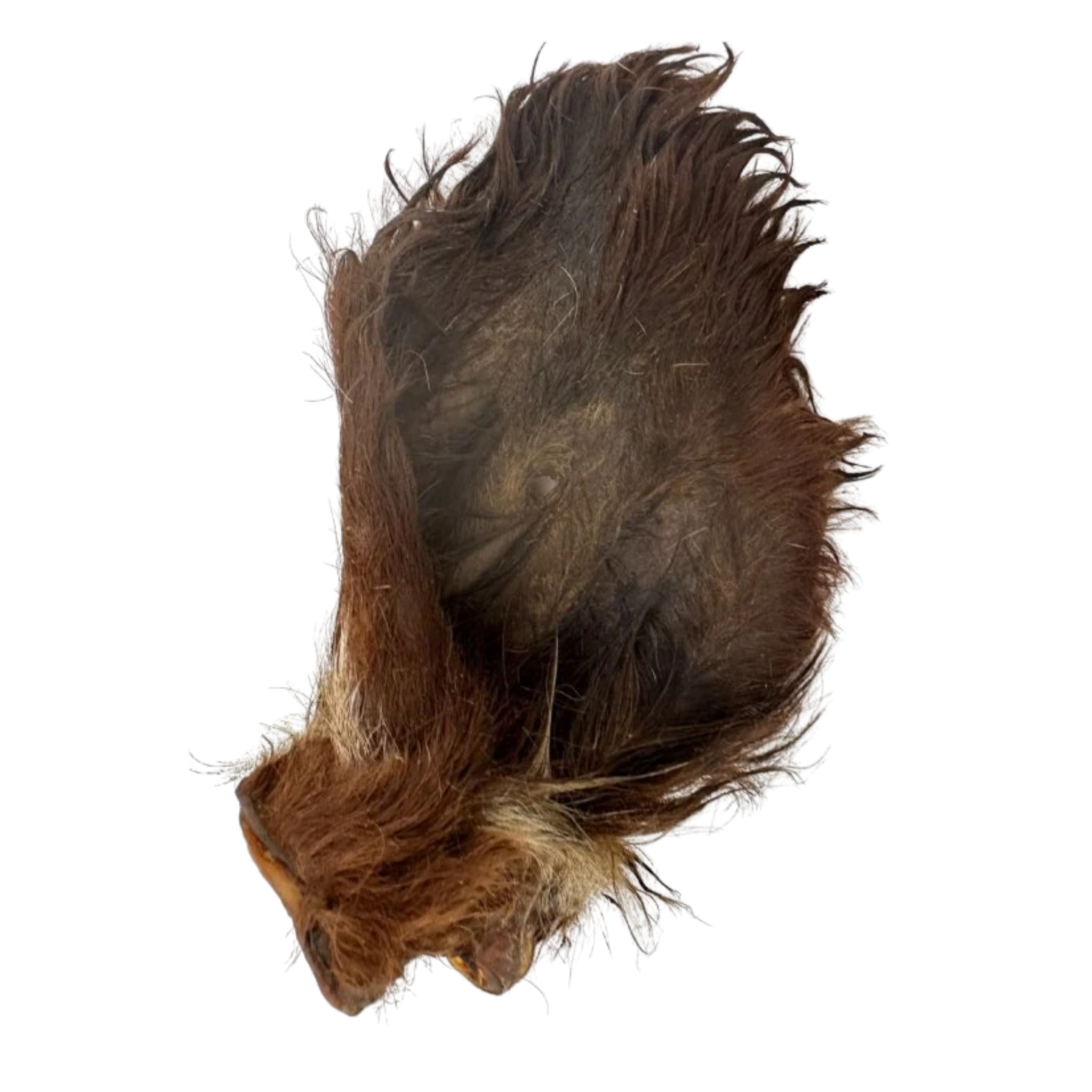 Oreille de boeuf poilue