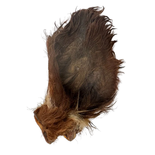 Oreille de bœuf poilue