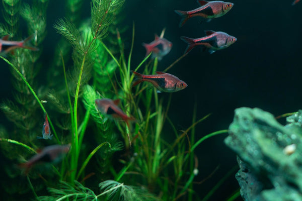 Univers Aquatique