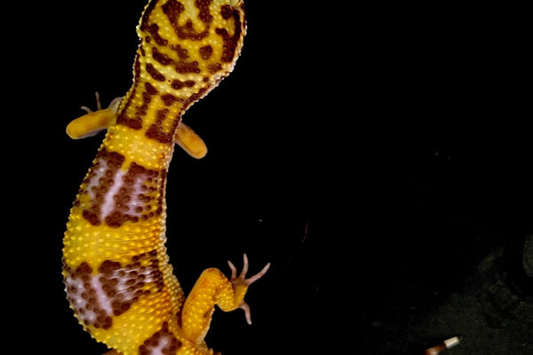 Univers Reptiles