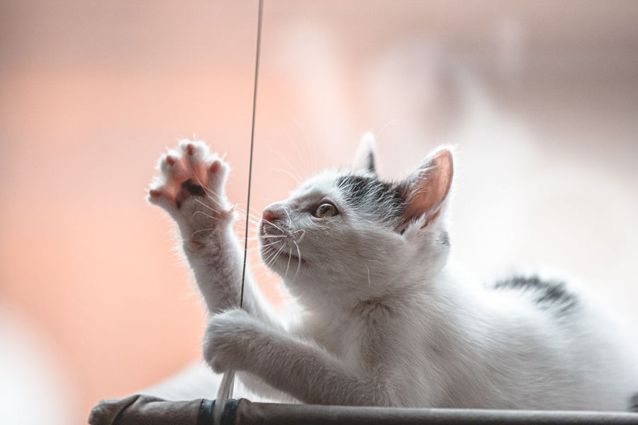Le bonheur de votre chat