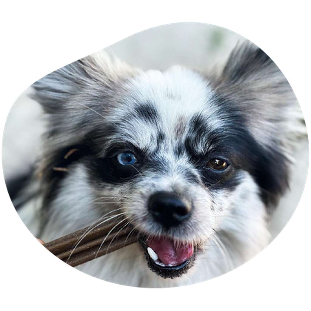 MARLY ET DAN Dental seau 28 sticks Chien S 400g