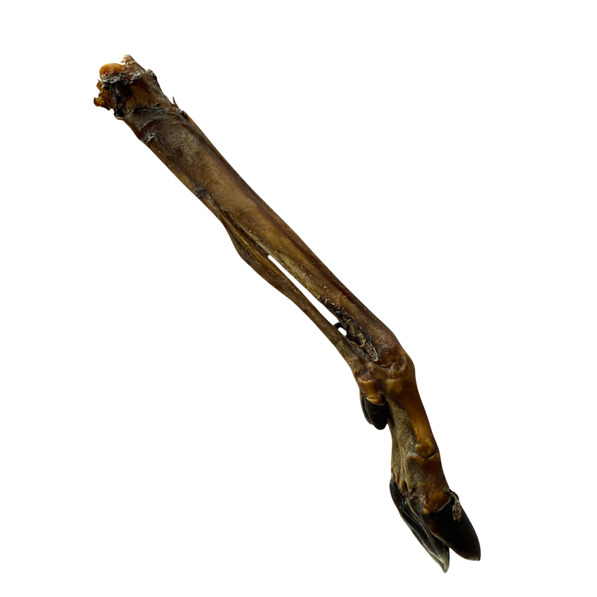 Jambe de cerf