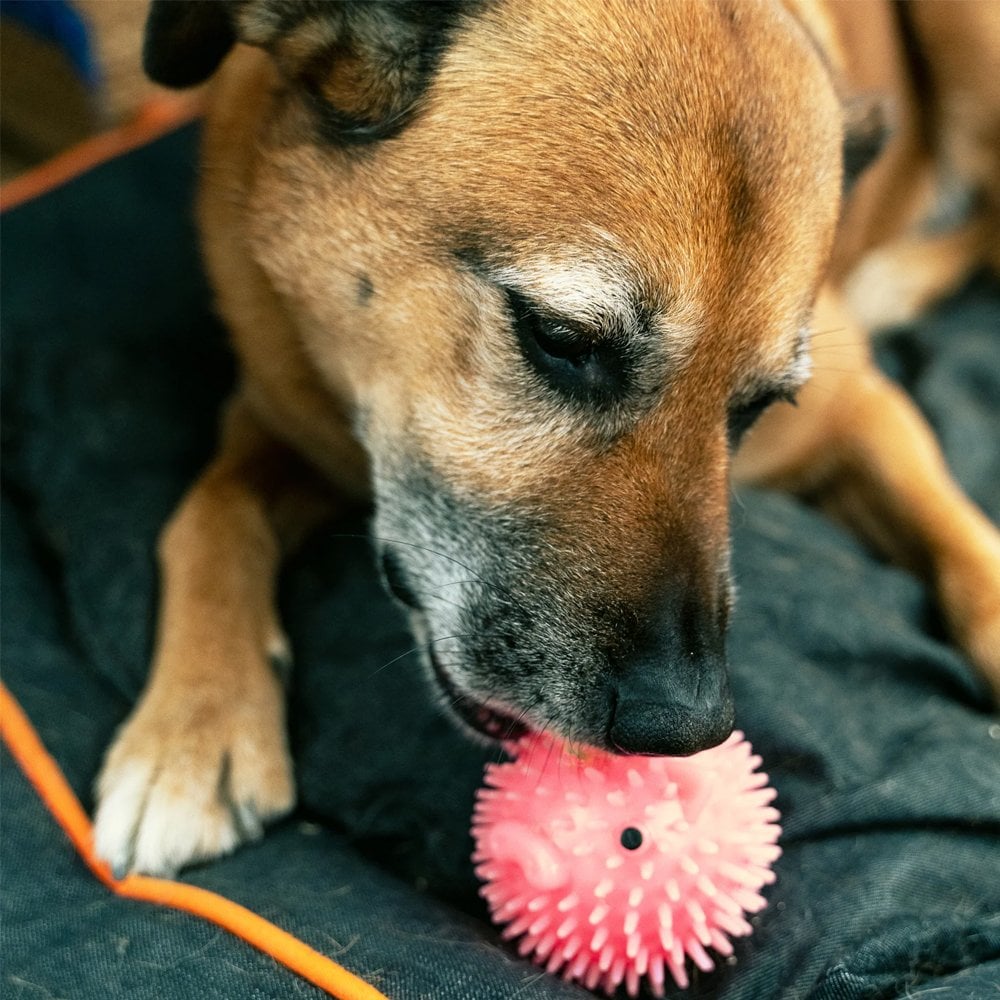 KIKKERLAND Piggy Dog Ball Balle pour Chien Parfumée Bacon Squeak Long 9cm
