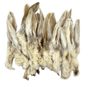 Oreille de lapin poilue
