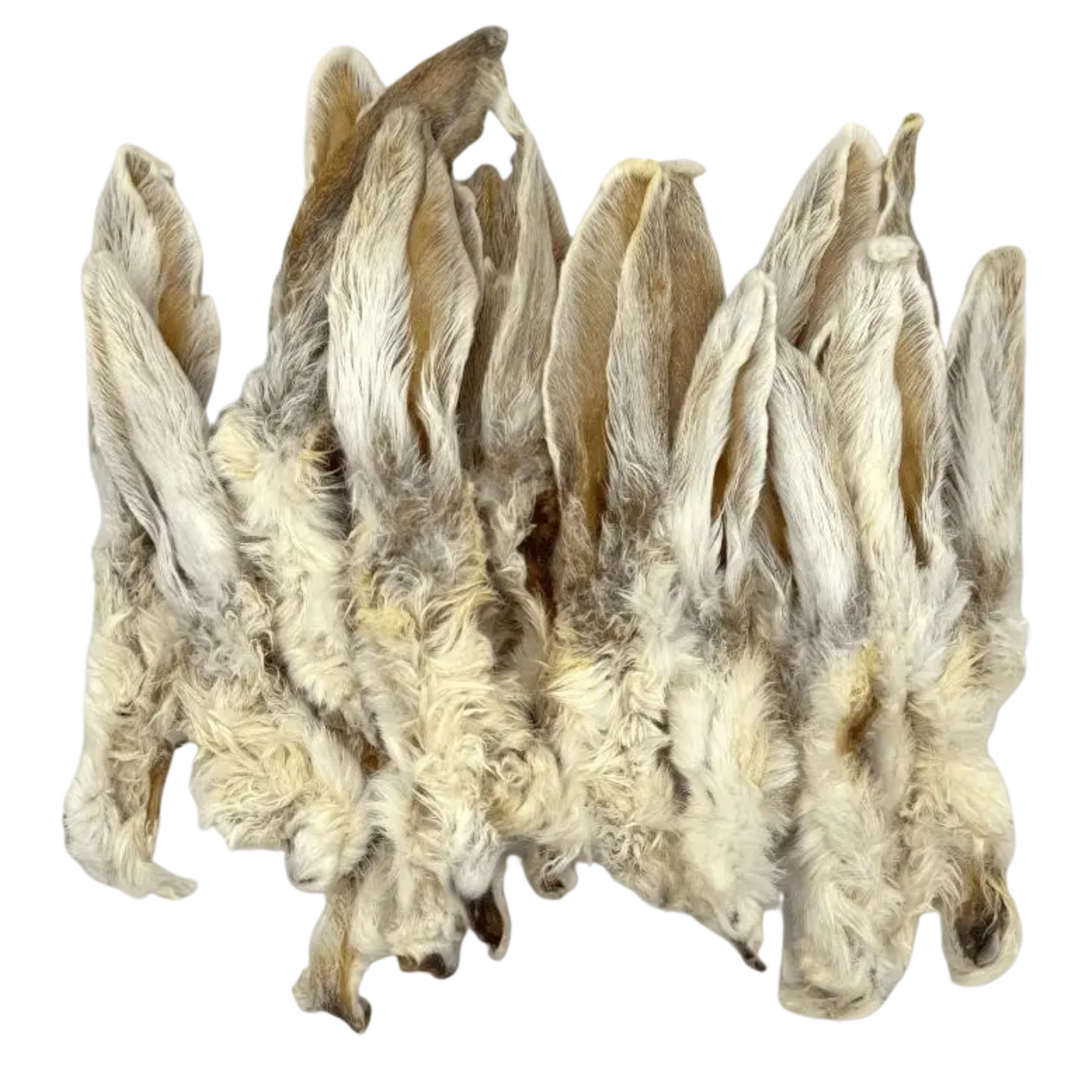 Oreille de lapin poilue