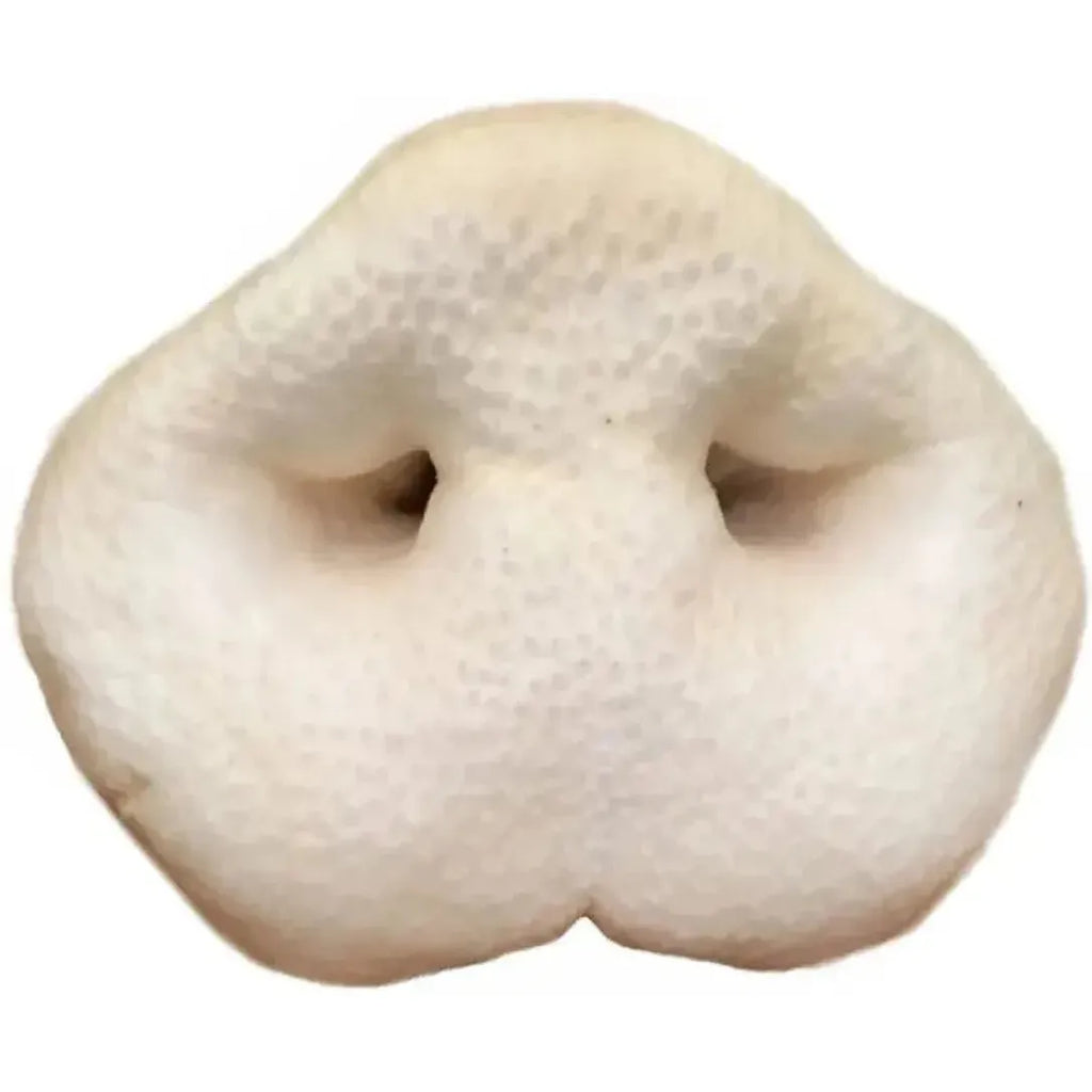 Nez de Cochon Soufflé – Friandise légère (1 pc)