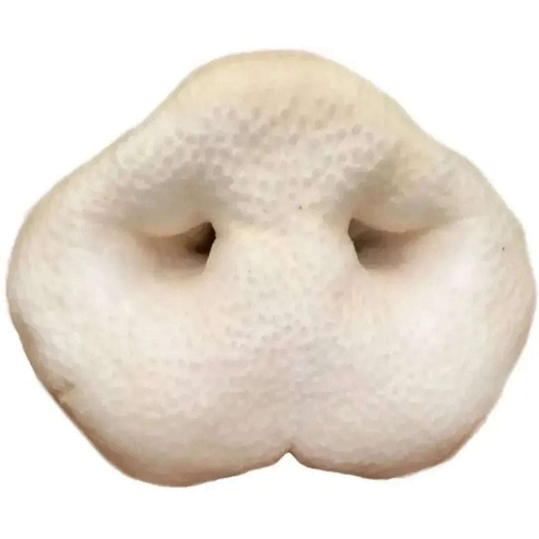 Nez de Cochon Soufflé – Friandise légère (1 pc)