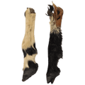 Pied de mouton poilu