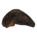 Sabot de Buffle fourré à la panse