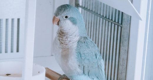 GRIZO Mangeoire pour Oiseaux Blanc Lot de 12